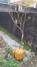 芥圃荔枝苗嫁接苗 官方旗艦 廣西荔枝樹(shù)苗南方種植可長(cháng)10年大樹(shù)果樹(shù)苗 荔枝王 【帶土帶葉發(fā)貨】 4年苗 高度：100-130cm 曬單實(shí)拍圖