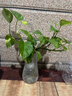玻璃花瓶透明植物插花瓶水培容器大花瓶裝飾客廳擺件 【熱銷】透明水波紋（17*5.5*8） 1個(gè)裝 曬單實(shí)拍圖