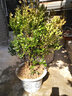 花無(wú)涯小葉瓜子黃楊庭院綠化苗木 樹(shù)苗 庭院綠化植物 綠籬樹(shù)種 小葉黃楊球直徑30厘米 曬單實(shí)拍圖