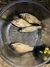 谷道香野釣大師釣魚(yú)小藥誘魚(yú)劑魚(yú)餌料羅非翹嘴黑坑野谷道香釣魚(yú)餌添加劑 野釣大師120ml*1瓶 曬單實(shí)拍圖