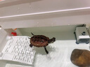 BESSN魚缸加熱棒自動恒溫離水斷電加熱器小型迷你烏龜專用加熱棒 100W，適合50cm以內(nèi)魚缸 曬單實拍圖