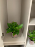 雙盟 綠蘿盆栽除甲醛花卉綠植辦公室新房凈化空氣110款10盆裝源頭直發(fā) 曬單實(shí)拍圖