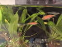 米家（MIJIA）智能生態(tài)魚(yú)缸定時(shí)喂食智能魚(yú)缸+畫法幾何增氧泵套裝 曬單實(shí)拍圖