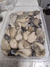 寓島碼頭去殼生蠔肉新鮮生蠔肉鮮活現(xiàn)剝速凍海鮮即食海蠣子牡蠣肉海鮮水產(chǎn) 去殼生蠔肉5斤裝 曬單實拍圖