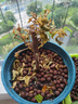 綠纓三角梅盆栽帶花樹(shù)苗四季花卉老樁開(kāi)花植物苗重瓣爬藤三角梅花 爬藤同安紅6年苗【40-50cm高】【原盆原土7 帶盆栽好 曬單實(shí)拍圖