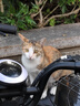 京東京造 聚攏型戶(hù)外露營(yíng)車(chē)折疊小推車(chē)營(yíng)地車(chē)野餐擺攤雙剎240斤承重石墨黑 曬單實(shí)拍圖