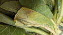  【高原夏菜】菜心苗250g(長度≤15cm)  曬單實拍圖