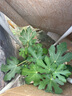 無花果樹果苗特大果波姬紅帶果矮化盆栽四季結果南北方陽臺可種植 波姬紅品種-5年苗【當年結果】 曬單實拍圖