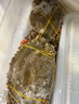 梭子蟹鮮活新鮮冷凍特大一整箱螃蟹野生海蟹飛蟹公蟹母蟹冰鮮 【母蟹嘗鮮】母蟹凈重3斤/7-9只 曬單實(shí)拍圖