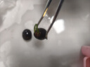 碗蓮種七彩五顏六色水培花卉水養(yǎng)四季蓮花荷花種蓮藕綠植水培蓮子 開口/混色 12粒+生根粉 曬單實拍圖