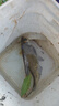 GW光威魚竿劍手鯉強韌28調(diào)7.2米綜合大物竿超輕超硬臺釣竿高碳素 曬單實拍圖