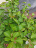 花丁八福仙6-6-6有機(jī)無(wú)機(jī)復(fù)合肥800g花卉綠植通用花肥種植肥快速見效 曬單實(shí)拍圖