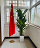 天堂鳥(niǎo)大型綠植盆栽 天堂鳥(niǎo)1.7-1.8米【梯形樹(shù)脂盆】 曬單實(shí)拍圖