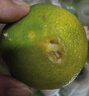 京鮮生 云南青皮蜜桔4.5斤裝  果徑60mm+ 新鮮酸橘桔水果 源頭直發(fā)包郵 曬單實拍圖