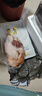 憨香憨香 豬肉 生鮮豬肘豬蹄膀 無抗生素生態(tài)喂養(yǎng) 純糧食喂養(yǎng)土豬肉 豬肘3.4斤1袋整肘3.4斤（1個） 曬單實拍圖
