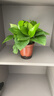 雙盟綠蘿盆栽除甲醛花卉綠植辦公室新房?jī)艋諝?120款10盆源頭直發(fā) 曬單實(shí)拍圖
