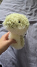 Jellycat小蛇動物毛絨玩偶玩偶陪睡安撫公仔送禮娃娃生日七夕情人節(jié)禮物 小蛇 One Size 曬單實拍圖