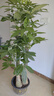 植男植女發(fā)財(cái)樹步步高盆栽客廳室內(nèi)大型綠色植物辦公室喬遷開業(yè)源頭直發(fā) 曬單實(shí)拍圖