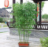 通沭竹子苗青竹小苗紫竹黃金竹苗綠化苗/青竹苗1公分粗6棵源頭直發(fā) 曬單實(shí)拍圖