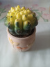 多肉組合盆栽陽(yáng)臺盆栽喜陽(yáng)植物新手福利按圖發(fā)貨品種花卉好養 瑞昌玉錦【4-5厘米】塑料盆栽好 曬單實(shí)拍圖