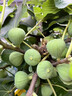無(wú)花果樹(shù)果苗帶果矮化盆栽特大果波姬紅金傲芬斯特拉無(wú)花果苗樹(shù)苗 亞當6年苗當年結果（帶土帶葉發(fā)貨） 81cm(含)-110cm(含) 曬單實(shí)拍圖