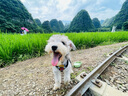 沐森堂寵物狗狗沐浴露480ml雅漱天竺葵雙管控油短毛犬梗犬雪納瑞柴犬 曬單實(shí)拍圖