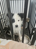伯納天純鴨肉梨凍干三拼全價(jià)狗糧20kg/40斤 曬單實(shí)拍圖