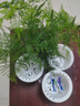 文竹苗綠植盆景四季常青包活好養(yǎng)發(fā)財樹綠蘿室內外綠植花卉盆栽 小文竹【15-20高】3份 含盆 曬單實拍圖