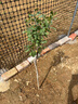 爾瀾帶盆栽好突尼斯軟籽石榴樹(shù)苗露天盆栽地栽石榴苗果樹(shù)苗木源頭直發(fā) 曬單實(shí)拍圖