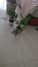 盆栽香草花苗帶花苞多年生濃香型花卉室內外四季驅蚊草植物 薰衣草帶花(郁金香瓷盆) 含盆 曬單實(shí)拍圖