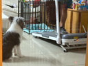 立久佳（lijiujia）跑步機(jī)家庭用靜音可爬坡折疊免安裝走步機(jī)寬大跑臺(tái) 20擋10°電動(dòng)爬坡/280斤超強(qiáng)承重 曬單實(shí)拍圖