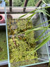 森森 超白玻璃小魚缸HWK-280P裸缸款含底座小型造景水草缸金魚缸 曬單實拍圖