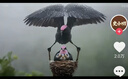 潔柔抽紙 黑Face4層80抽*10盒 大規格M碼 商務(wù)辦公居家面巾紙 整箱 曬單實(shí)拍圖