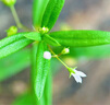卡色（Kase）手機(jī)微距Pro鏡頭 磨砂銀 昆蟲(chóng)花草首飾背景虛化適用于華為蘋果iPhone小米三星榮耀OV等手機(jī) 曬單實(shí)拍圖