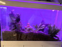 森森（SUNSUN）2025年新品森森魚缸客廳超白玻璃水族箱招財(cái)家用底濾免換水魚缸 珍珠白（升級(jí)底濾/超白玻璃/無極調(diào)光） 靠墻款長120*寬42*缸高72/柜高80cm 曬單實(shí)拍圖