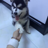 伯納天純中大型犬全價(jià)成年犬糧金毛寵物主糧羊肉蔓越莓15kg/30斤 曬單實(shí)拍圖