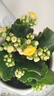 格調生活長(cháng)壽花盆栽綠植花卉室內盆栽辦公桌面水培好養金狐貍重瓣四 長(cháng)壽花原盆（隨機顏色） 含盆 曬單實(shí)拍圖