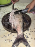三個(gè)小廚電動(dòng)刮魚(yú)鱗神器刨刮鱗器打魚(yú)鱗器防水全自動(dòng)無(wú)線(xiàn)刮魚(yú)鱗機家用商用 【15000r/min轉速+6葉刀頭】充電 曬單實(shí)拍圖