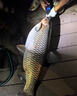 小早川日本進(jìn)口碳素魚(yú)竿手桿輕量大物竿品牌綜合竿魚(yú)桿釣魚(yú)竿鰱鳙竿十大 曬單實(shí)拍圖