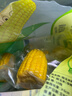 東北農嫂即食水果玉米段甜玉米真空甜脆粒低脂零食代早餐有機可選 【新貨嘗鮮】甜玉米段1kg約10段 曬單實(shí)拍圖