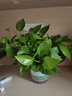 雙盟綠蘿盆栽除甲醛花卉綠植辦公室新房凈化空氣180加侖4盆裝源頭直發(fā) 曬單實拍圖
