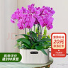 愛(ài)優(yōu)尚蝴蝶蘭帶花苞盆栽秋冬蘭花苗年宵花四季花卉植物紫雅室內(nèi)源頭直發(fā) 曬單實(shí)拍圖