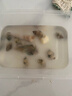 魚多趣海水養(yǎng)殖專用海水素調(diào)制海水專用鹽海水魚貝類蝦蟹珊瑚專用鹽 曬單實拍圖