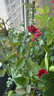 景郁春 JIRYUCUR玫瑰花苗特大花月季花苗綠植陽(yáng)臺(tái)盆栽薔薇花苗卡羅拉源頭直發(fā) 曬單實(shí)拍圖