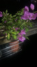 長(cháng)萬(wàn)家花架置物架陽(yáng)臺鐵藝懸掛欄桿花架多肉收納花盆擺放綠蘿裝飾架 圓角100*25*12cm 曬單實(shí)拍圖