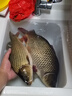 鱘海19調(diào)魚竿谷麥竿前打竿不剪線定位碳素超輕超硬逗釣魚竿釣魚竿手竿 19調(diào)7.0米+自動(dòng)卸力全包谷麥輪 曬單實(shí)拍圖