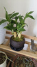 幼薇富貴竹室內(nèi)植物節(jié)節(jié)高桌面綠植帶根好養(yǎng)步步高花卉文昌竹客廳盆栽 富貴竹叢林+紫砂盆+圓形底盤 帶盆栽好 曬單實拍圖