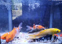錦鯉魚活體觀賞魚活魚小型易養(yǎng)冷水淡水魚小魚苗錦鯉金魚好看錦鯉 10-12cm 六色錦鯉套餐6條 曬單實(shí)拍圖