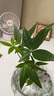 OEMG恭喜發(fā)財水培植物發(fā)財樹辦公室內(nèi)客廳桌面花卉盆栽凈化綠植 一棵奇趣發(fā)財樹+灰瓶 曬單實拍圖