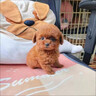 泰迪幼犬純種小型犬活體寵物狗小泰迪狗 血統(tǒng)級 雙血統(tǒng)帶證書 公 曬單實(shí)拍圖